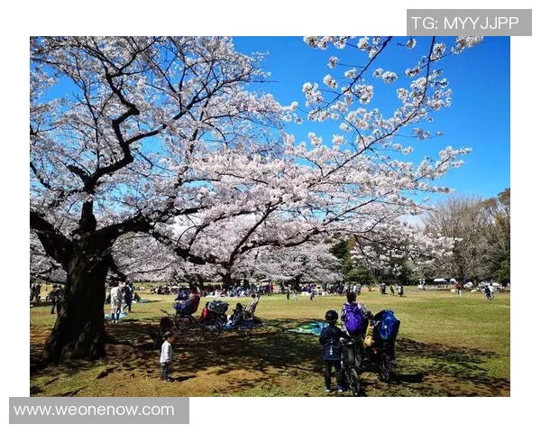 樱花队与东京队激战正酣比分结果揭晓精彩瞬间回顾